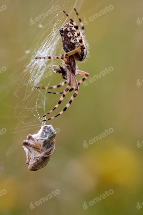 Preview: Hunting wasp spider