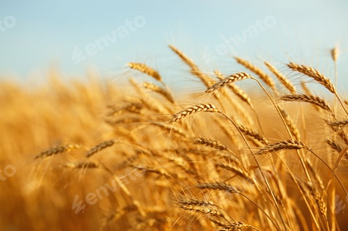 Preview: Amazing agriculture sunset landscape.Growth nature harvest. Wheat field natural product.
