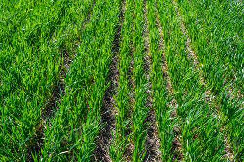 Preview: Regenerative Agriculture, Holistic Management, farming problem concept. Green wheat field background