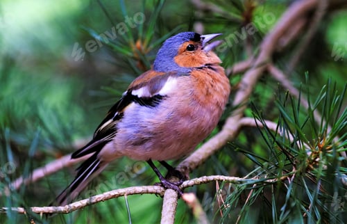 Preview: Closeup shot of a bird on a branch of a tree in a forest during the day