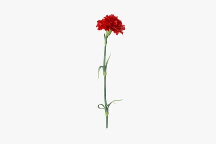 Preview: Single Red Carnation Flower