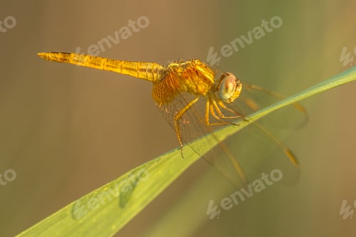 Preview: Southern Darter dragonfly