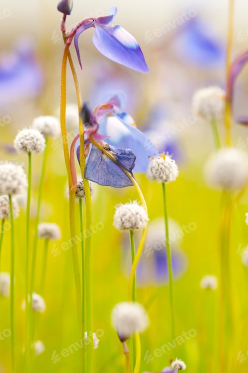 Preview: Beautiful wild flowers in a meadow, Flower background.