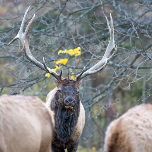 Preview: Closeup of elks surrounded by bare trees in a field in autumn