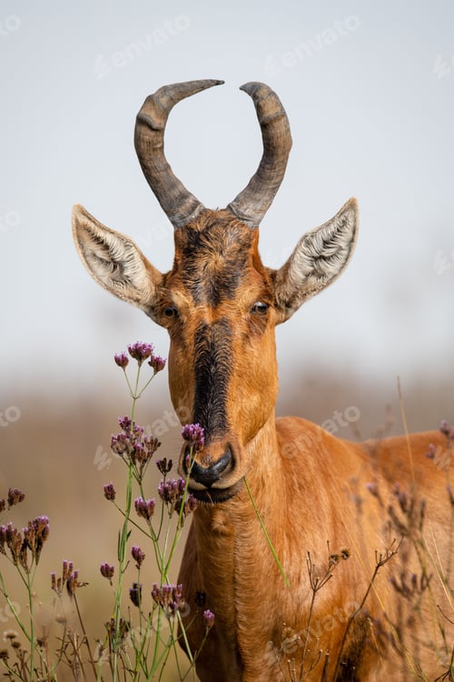 Preview: Vertical closeup of a red hartebeest, Alcelaphus buselaphus caama. Rietvlei Nature Reserve, Africa.