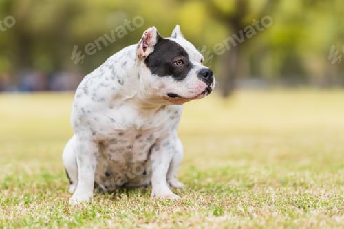 Preview: American bully dog sitting distracted while looking aside outdoors
