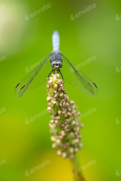Preview: Blue dragonfly on pond plant spike