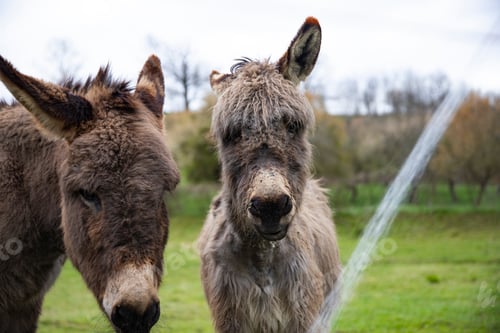 Preview: Donkeys in country yard.