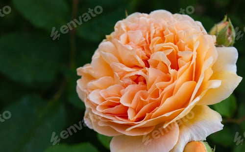 Preview: Close up Apricot Rose Crown Princess Margareta blooms in the garden over blurred leaves background.