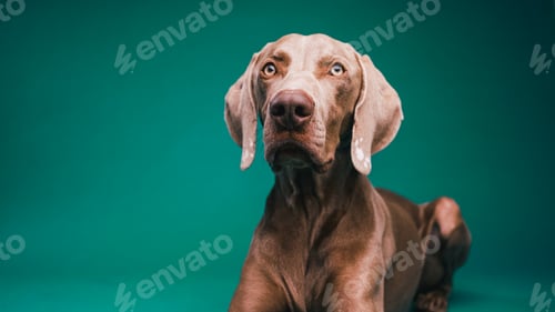 Preview: Weimaraner dog relaxing studying teal background