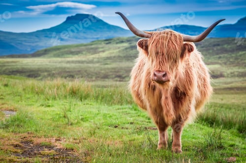 Preview: Highland cow in Isle of Skye, Scotland