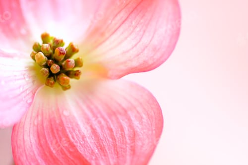 Preview: Pink Dogwood Blossom