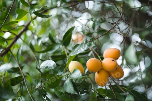 Preview: Thai Plango fruit or Boueaburmanica Griff, Tropical fruit calling Ma Yong Chid in orchard