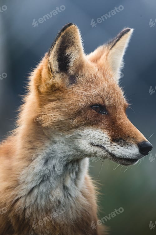 Preview: Closeup of fox head looking side in blurred background