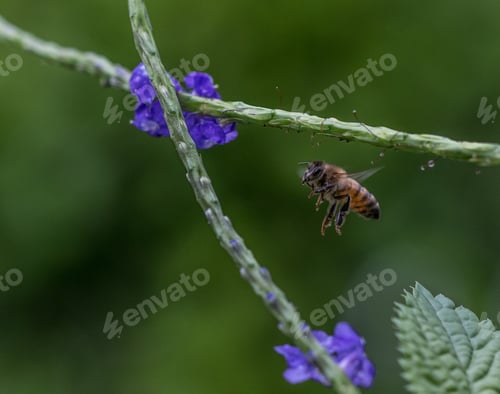 Preview: A bee in flight on its way to purple flowers
