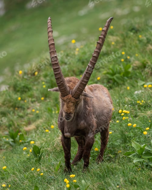 Preview: Alpine ibex in the mountains