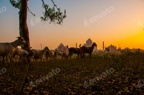 Preview: Taj Mahal scenic sunset view in Agra, India