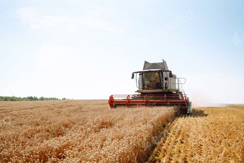 Preview: Modern industrial combine harvester harvests wheat cereals on a summer day. Rich harvest concept.