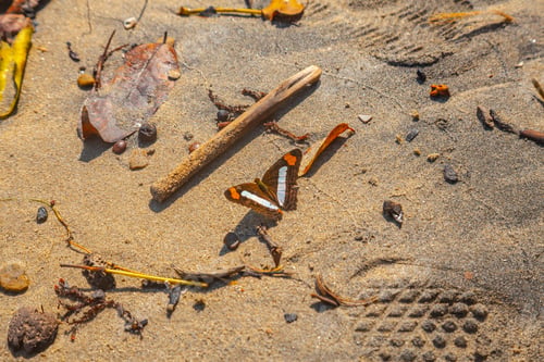 Preview: A butterfly on the beach of Puerto Caribe in Punta de Sal in the Caribbean Sea, Tela. Honduras