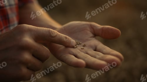 Preview: Farmer hand holding wheat grain at golden sunlight field close up. Crop concept.