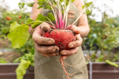 Preview: Farmer is holding fresh organic beetroot