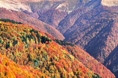 Preview: Picturesque autumn mountain ranges covered with red beech forest