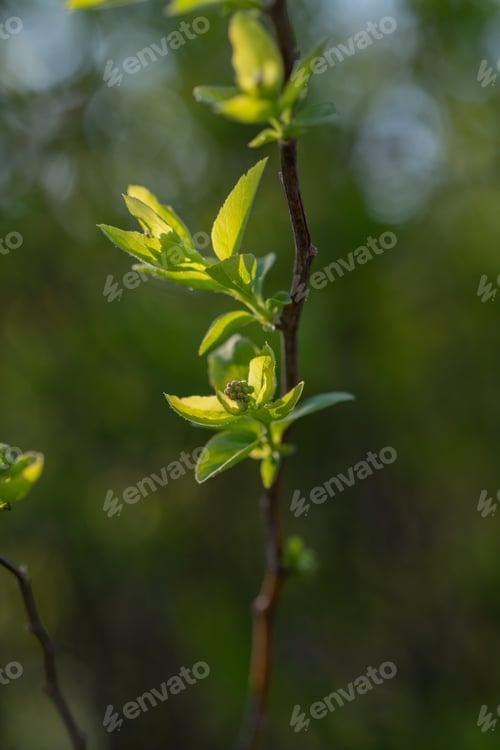 Preview: A branch with young leaves in natural conditions in spring.
