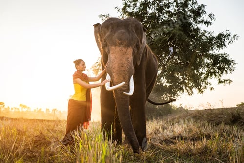 Preview: Elephant and woman in Thailand