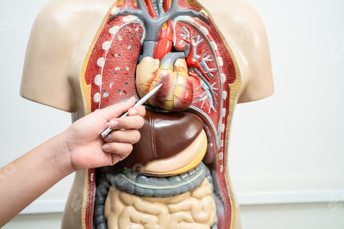 Preview: Student teenage learning anatomy biology with human body model in classroom at high school.