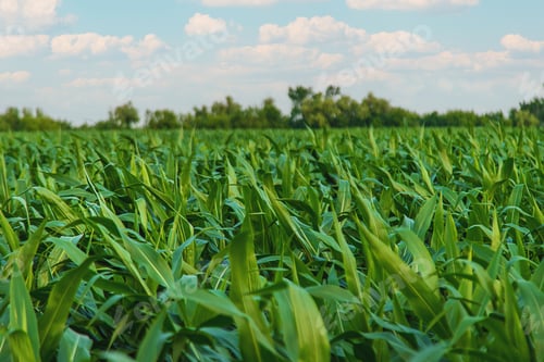 Preview: Field corn grows in the field. Selective focus.