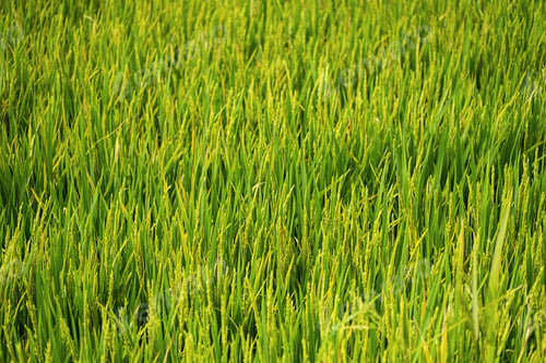 Preview: Rice plantation in sunlight. Farm field background.