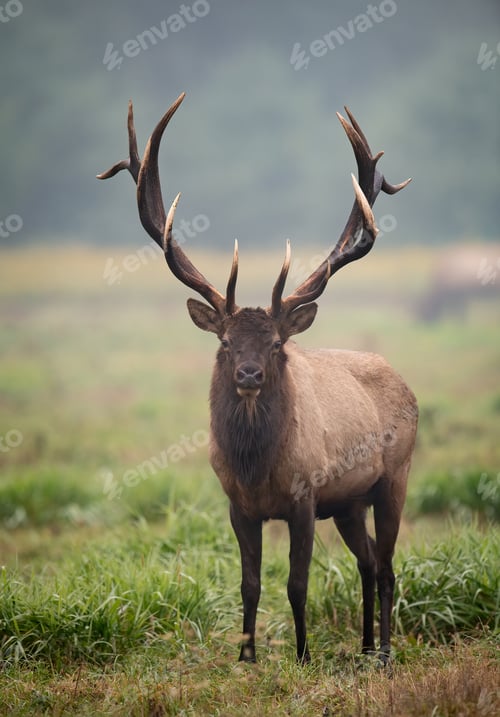 Preview: A Bull Elk on a Foggy Morning