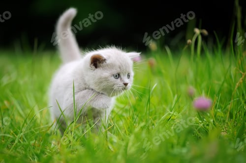 Preview: Cute kitten in the green grass