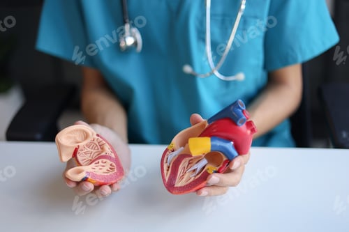 Preview: Doctor using heart model to explain blood flows direction.
