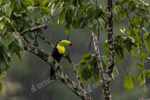 Preview: Toucan in Costa Rica