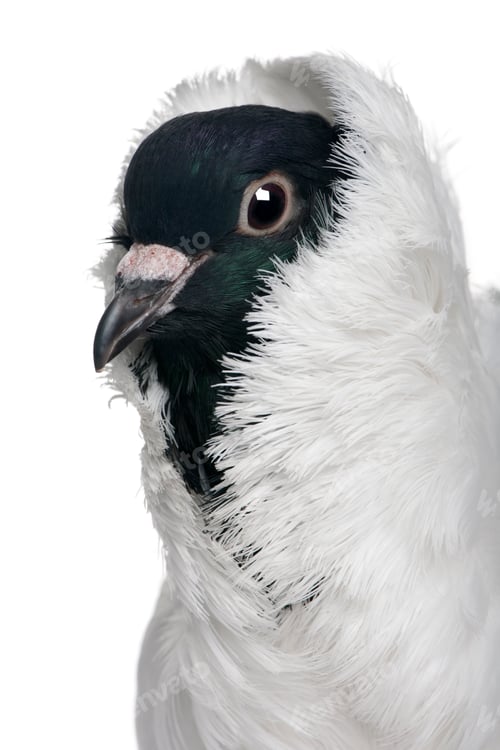 Preview: German helmet with feathered feet pigeon in front of white background