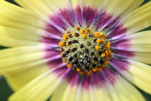 Preview: Yellow flower with purple inside