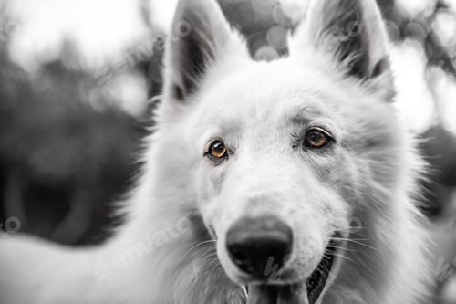 Preview: Dog sitting in yard