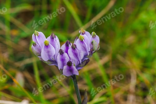 Preview: Burmannia disticha is a biennial plant in nature.