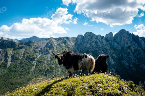 Preview: Tibetan yaks on mountain top grassland