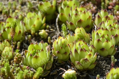 Preview: Succulent plants, cactus, Stone rose in flower bed in botanical garden. Beauty in nature.