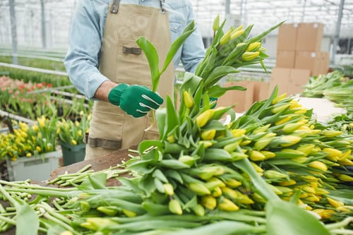 Preview: Sorting Tulips in Plantation