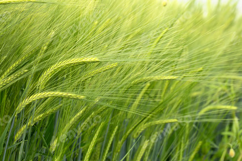 Preview: Wheat background