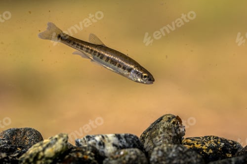 Preview: Eurasian minnow swimming in rocky creek