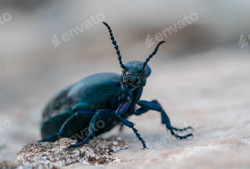 Preview: Close up of a black oil beetle is perched atop a rocky surface