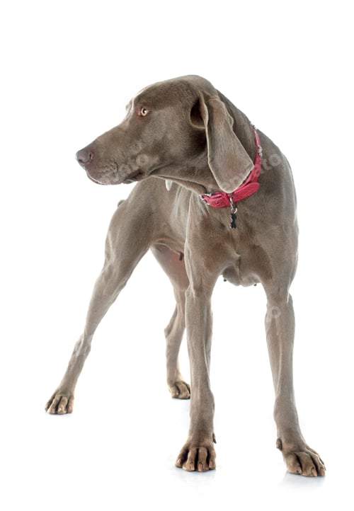 Preview: Weimaraner