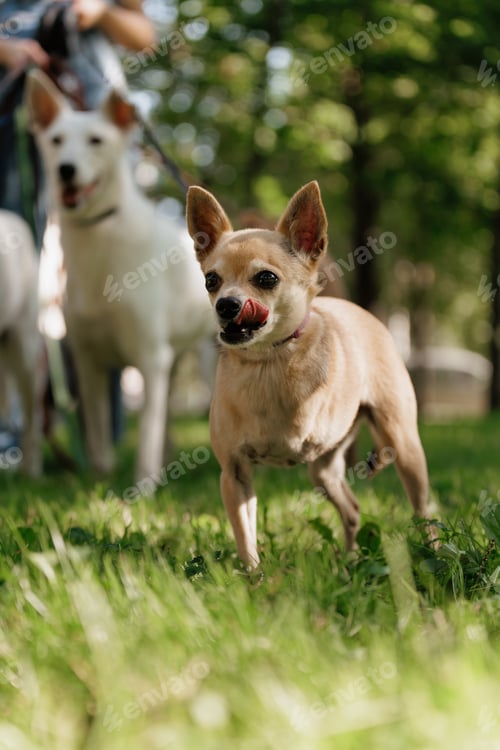 Preview: small dog with disability stands on green lawn, a pet without front paw. amputation of limbs