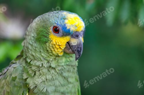 Preview: Orange winged Amazon (amazona amazonica). Portrait of a beautiful parrot in freedom
