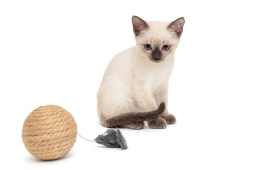 Preview: Little Siamese kitten playing with toy