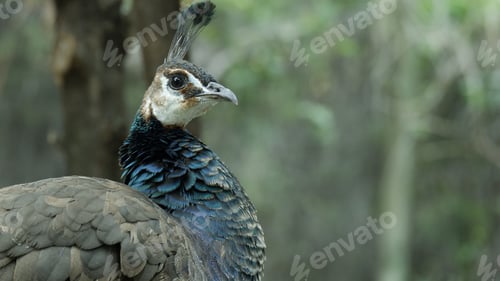 Preview: Female peacock